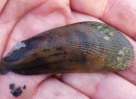 Ribbed Mussel